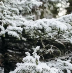 Duftlys –  SKOG 400g