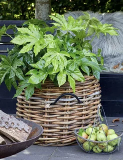 Kurv Maxi Lav -Rotting Ø45