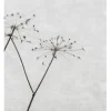 Poster – Natur -Dried Flower 1