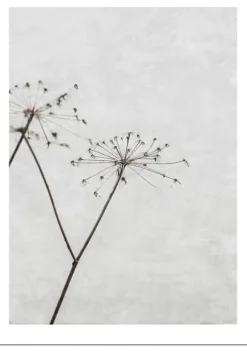Poster – Natur -Dried Flower 1