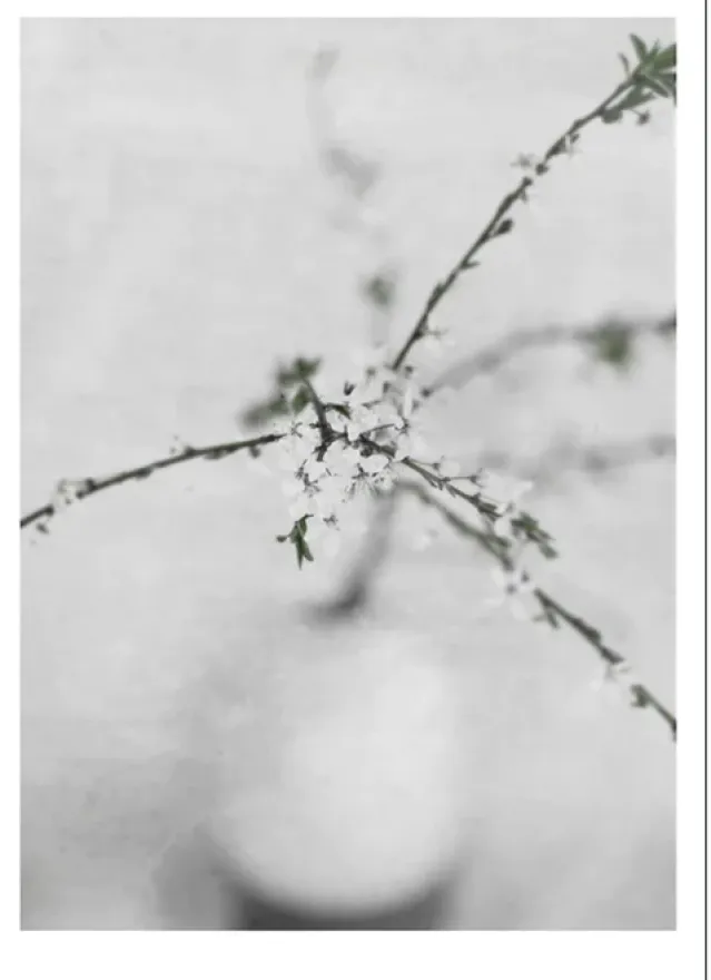 Poster – Natur -Spring Flower 2